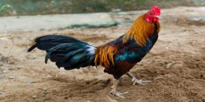 Gà tre thân hình nhỏ, nhanh nhẹn và rất hiếu chiến