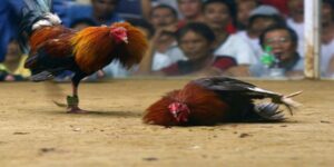 Tại sao sư kê cần biết cách tập luyện cho gà đá cựa sắt?