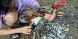 Nên tỉa lông gà đá cựa sắt theo từng chùm nhỏ