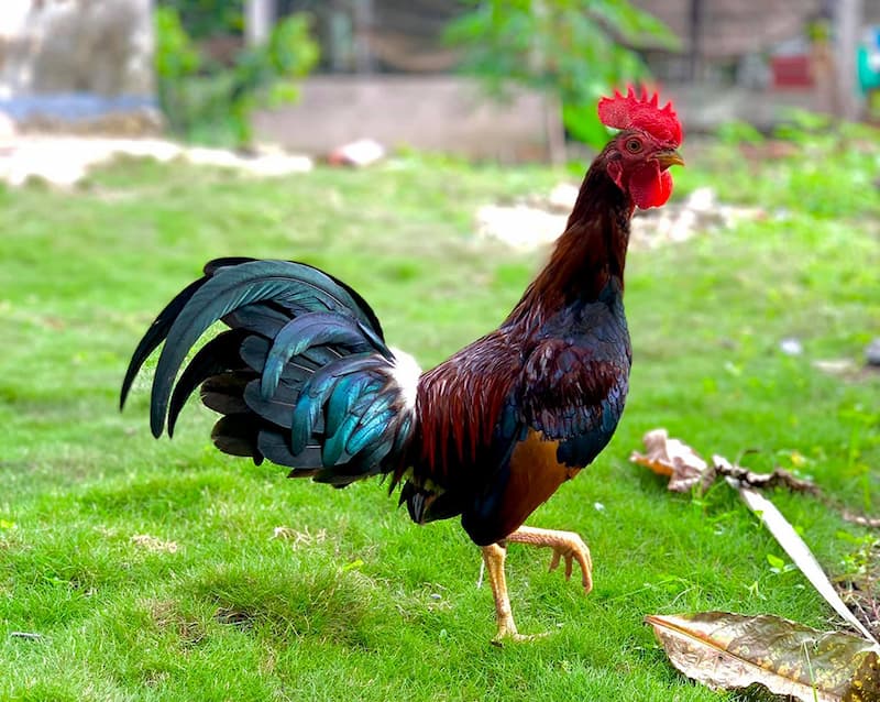   Asil Mỹ