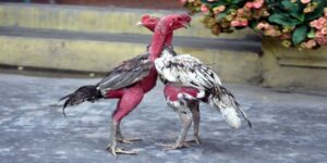Gà đá bo lớn là gì