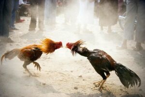 Khái quát về sân chơi đá gà cựa sắt 