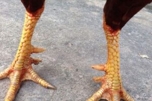 Vảy gà xấu là gì?