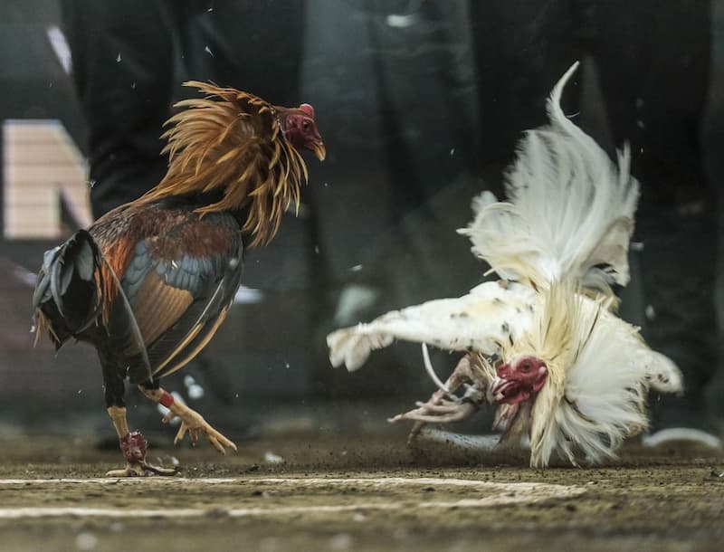 Ưu Điểm Của Trò Cá Cược Đá Gà 