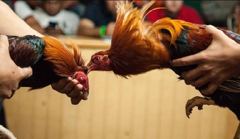 Kinh Nghiệm Để Anh Em Chơi Đá Gà 